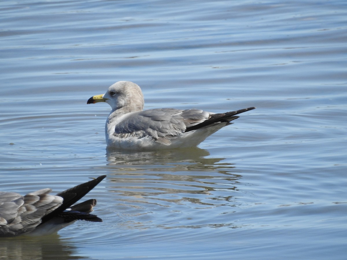 Black-tailed Gull - ML618763799