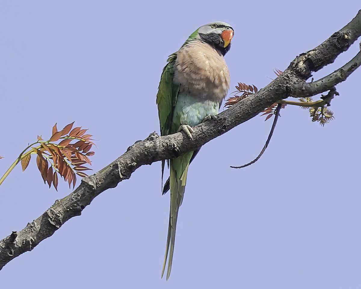 Red-breasted Parakeet - ML618763822