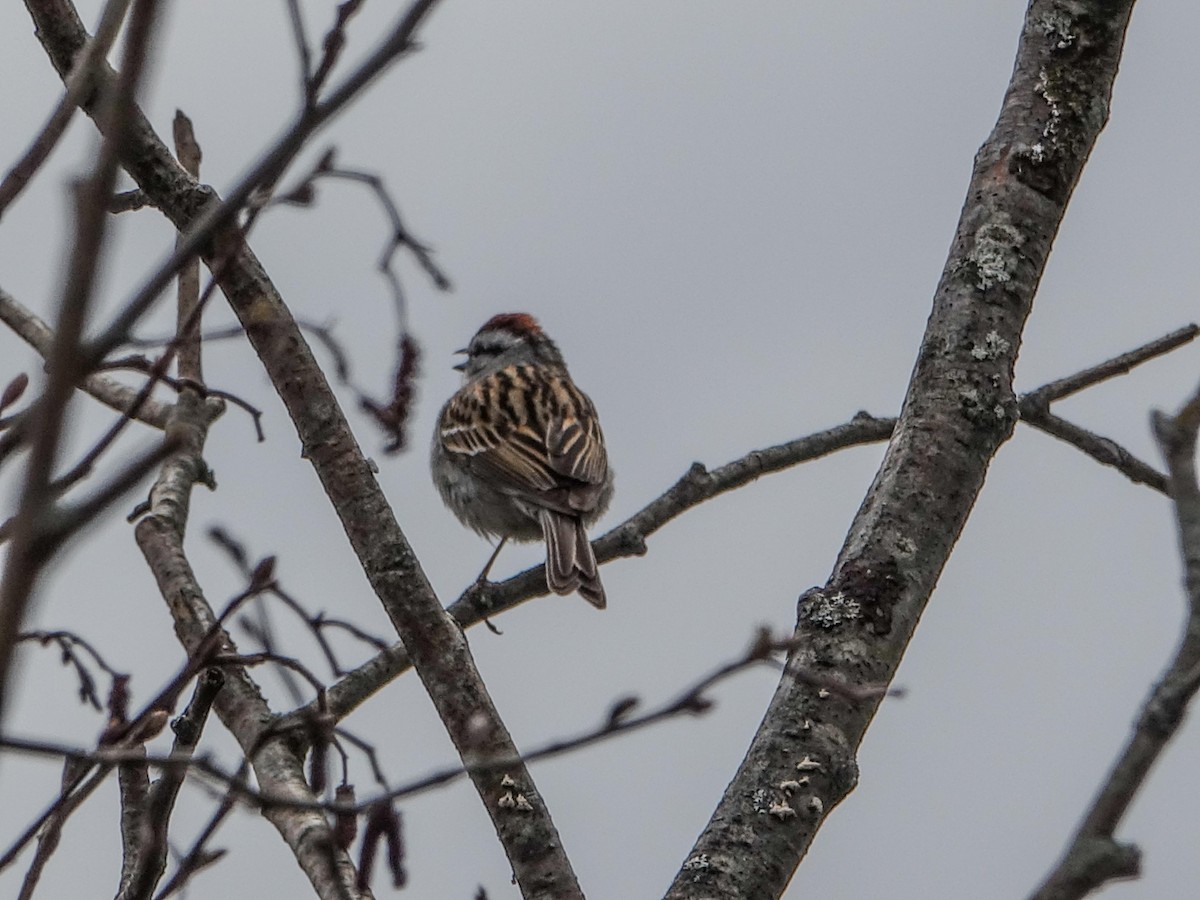 Chipping Sparrow - ML618763825