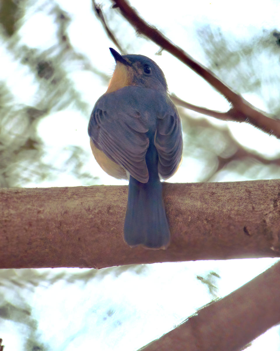 Tickell's Blue Flycatcher - Jayendra Rakesh Yeka