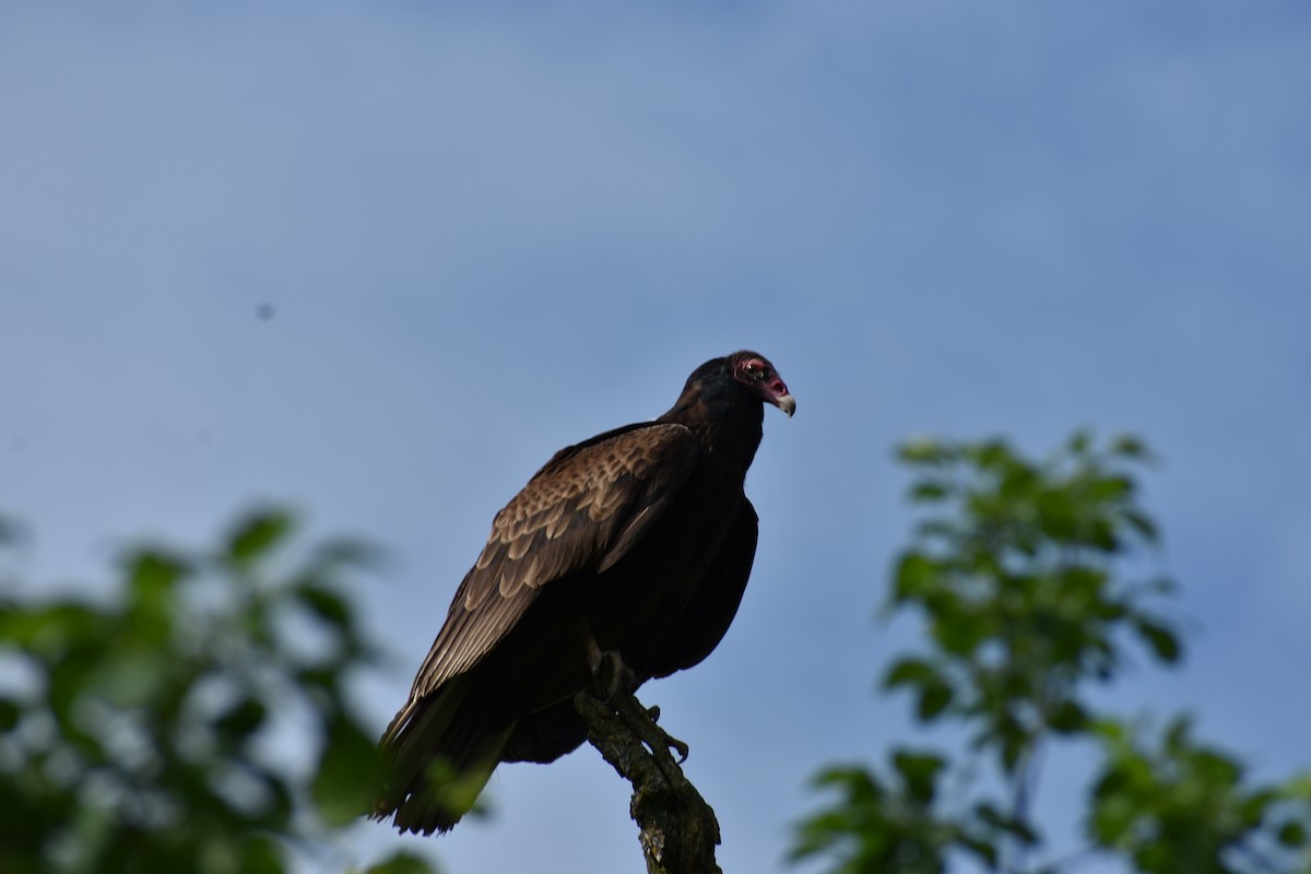 Turkey Vulture - Andrew Horton