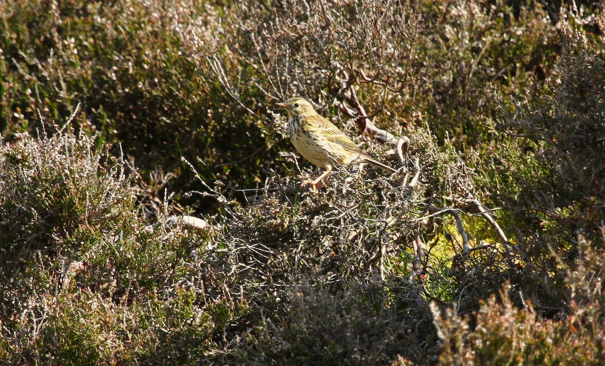 Meadow Pipit - ML618763911