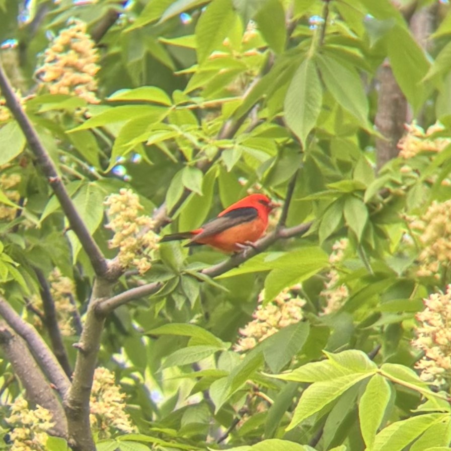 Scarlet Tanager - ML618763919