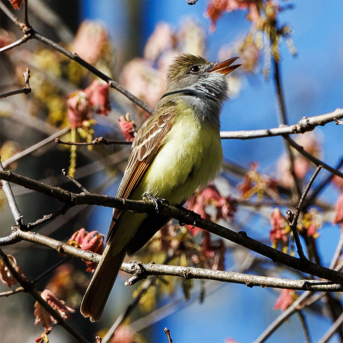 Great Crested Flycatcher - ML618763972