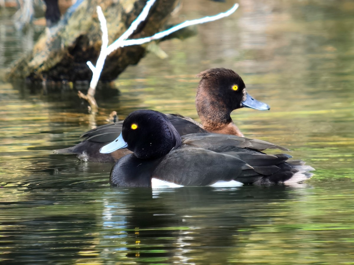 Tufted Duck - ML618764007