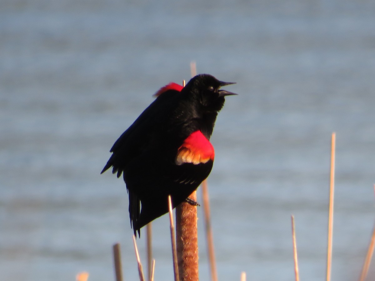 Red-winged Blackbird - ML618764034