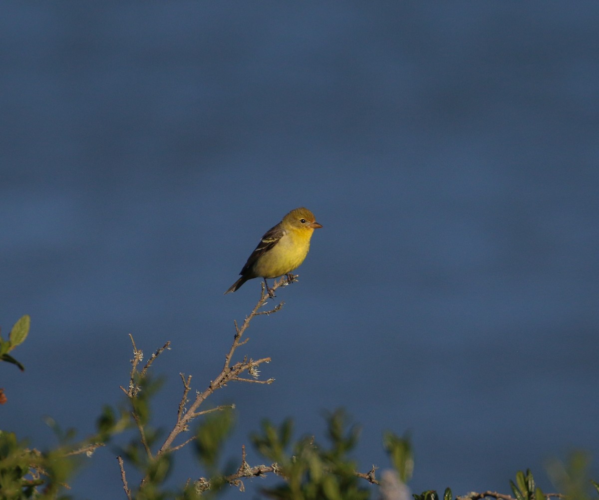 Western Tanager - ML618764063
