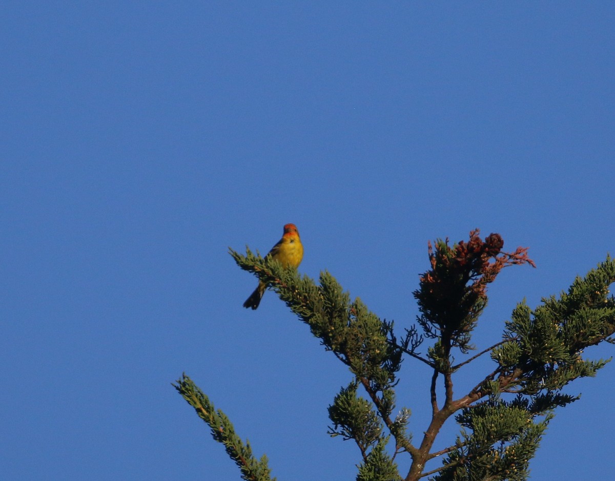 Western Tanager - ML618764069