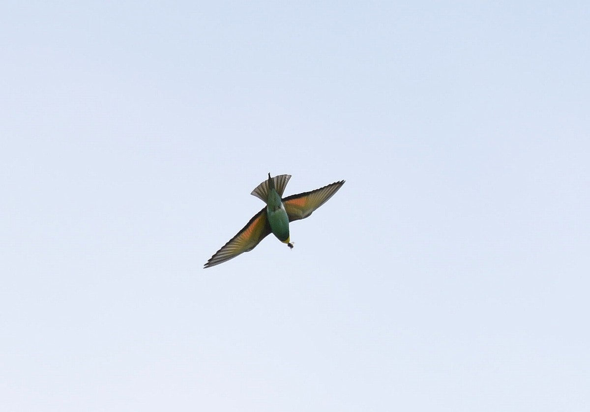 European Bee-eater - ML618764094