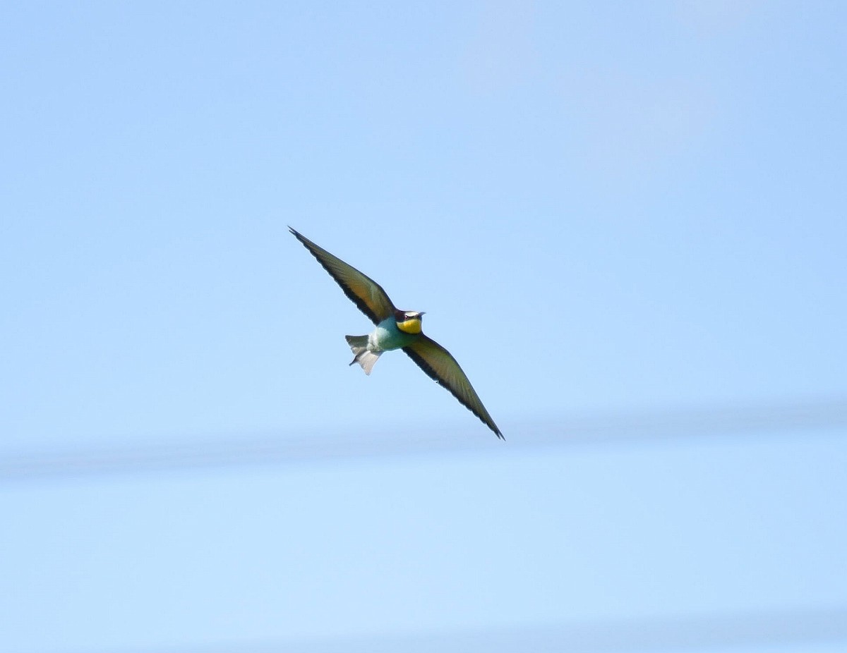 European Bee-eater - ML618764095