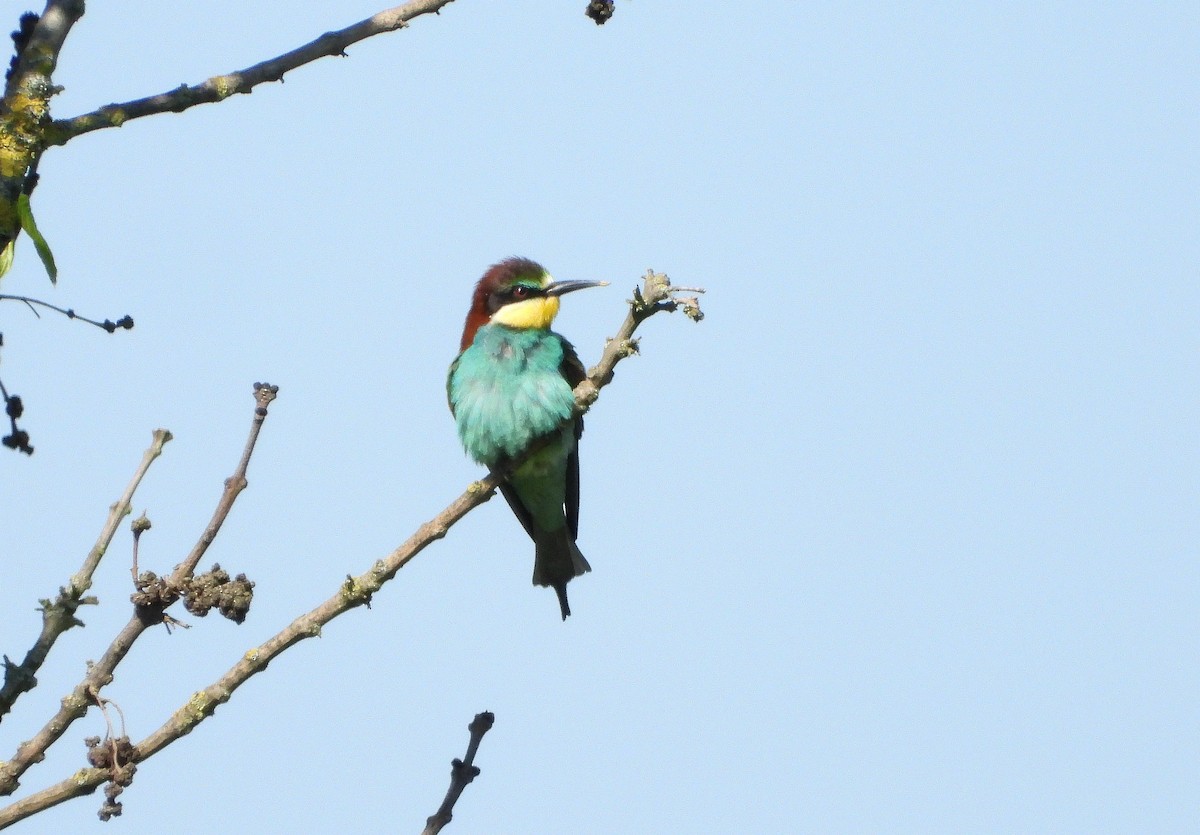 European Bee-eater - ML618764109