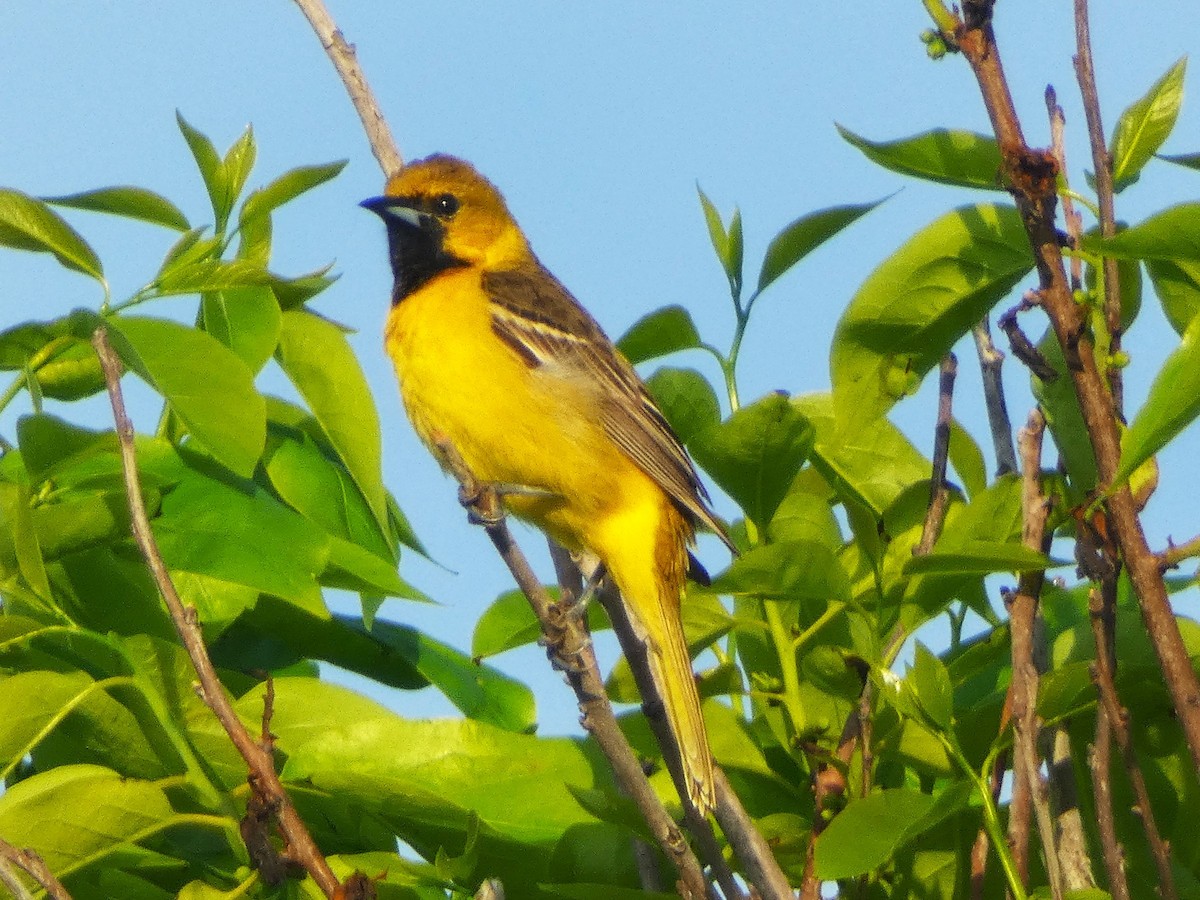 Orchard Oriole - ML618764167
