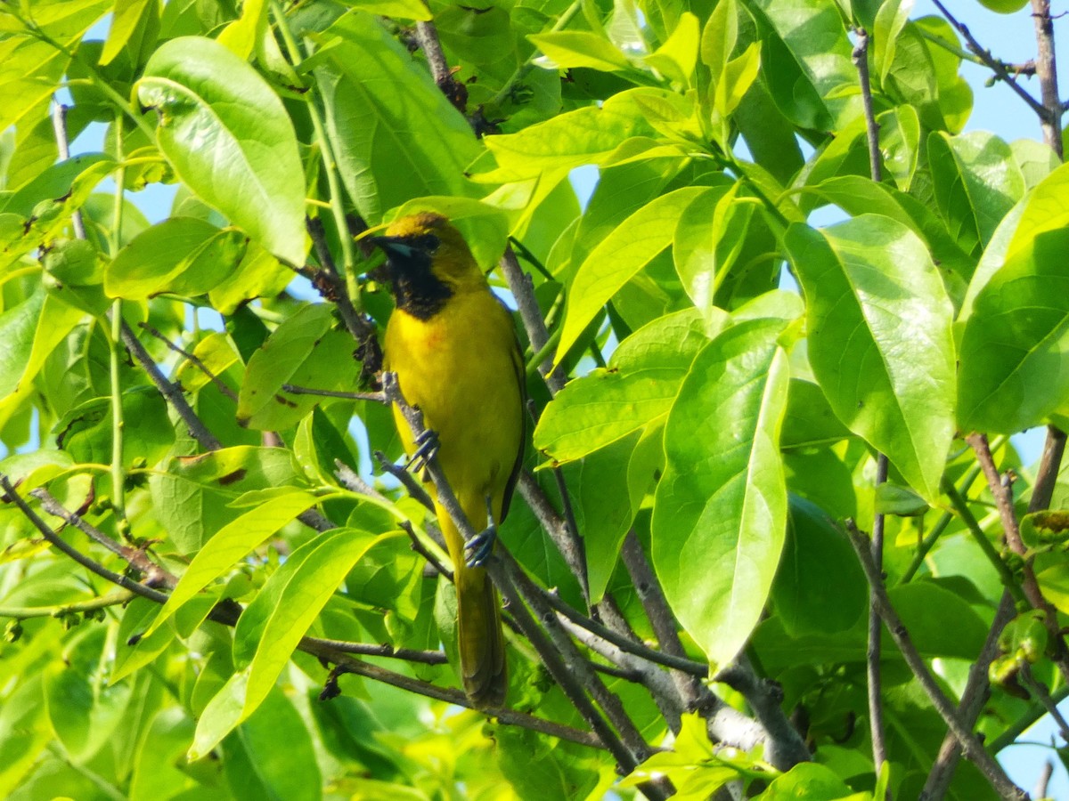 Orchard Oriole - ML618764168