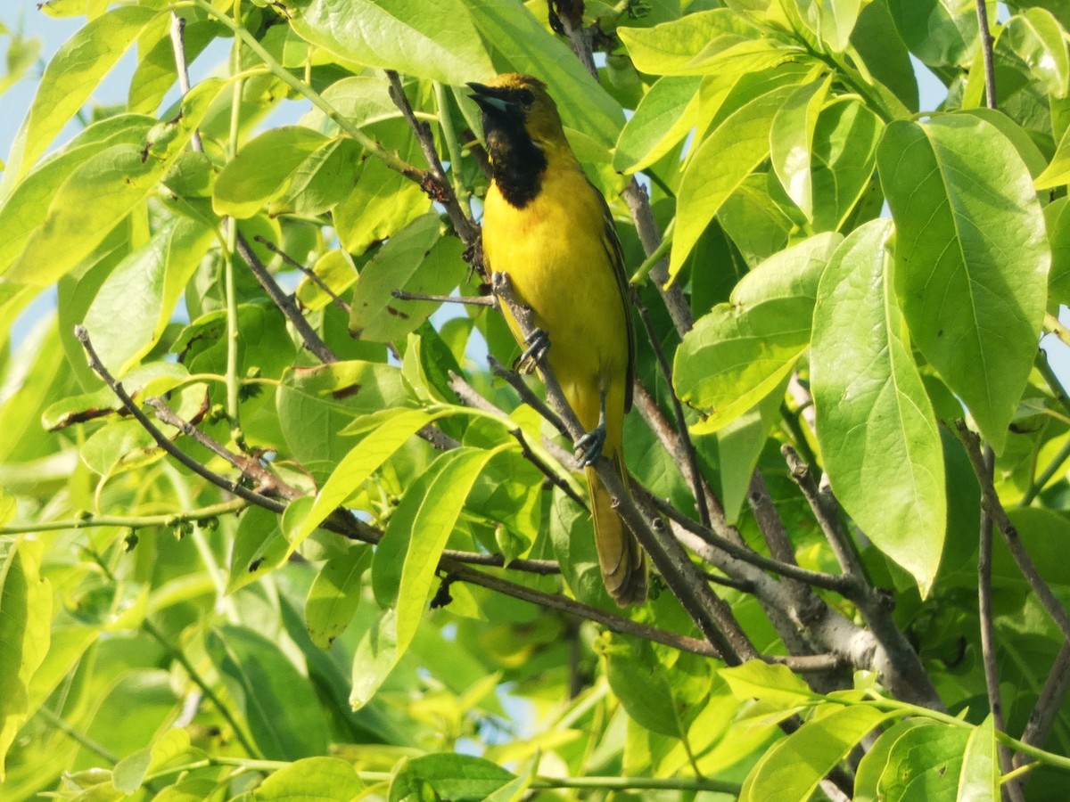 Orchard Oriole - ML618764169