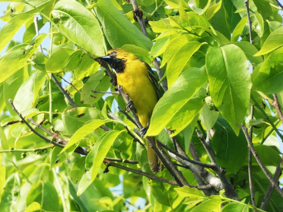 Orchard Oriole - ML618764170
