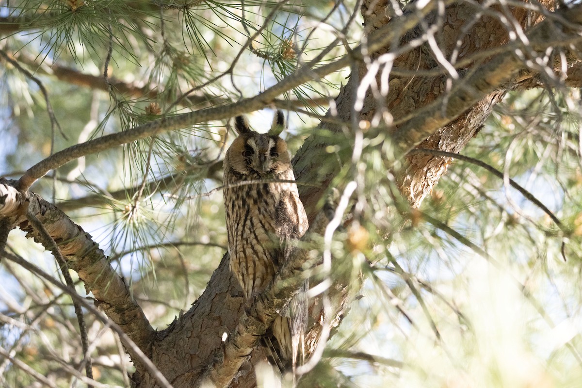 Long-eared Owl - ML618764296