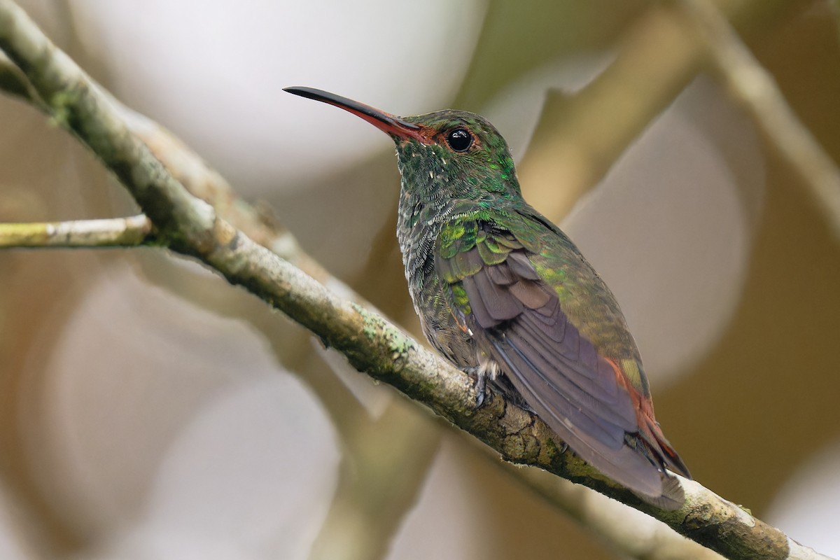 Rufous-tailed Hummingbird - ML618764344
