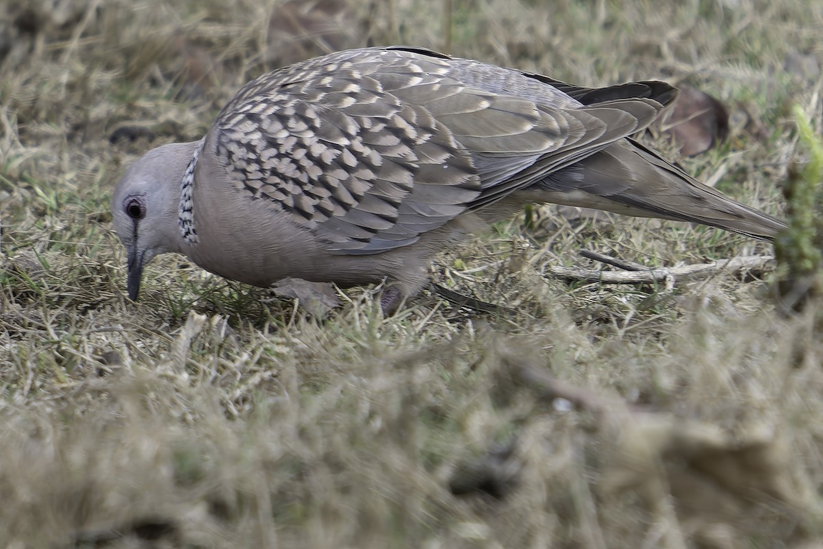 Spotted Dove - ML618764351