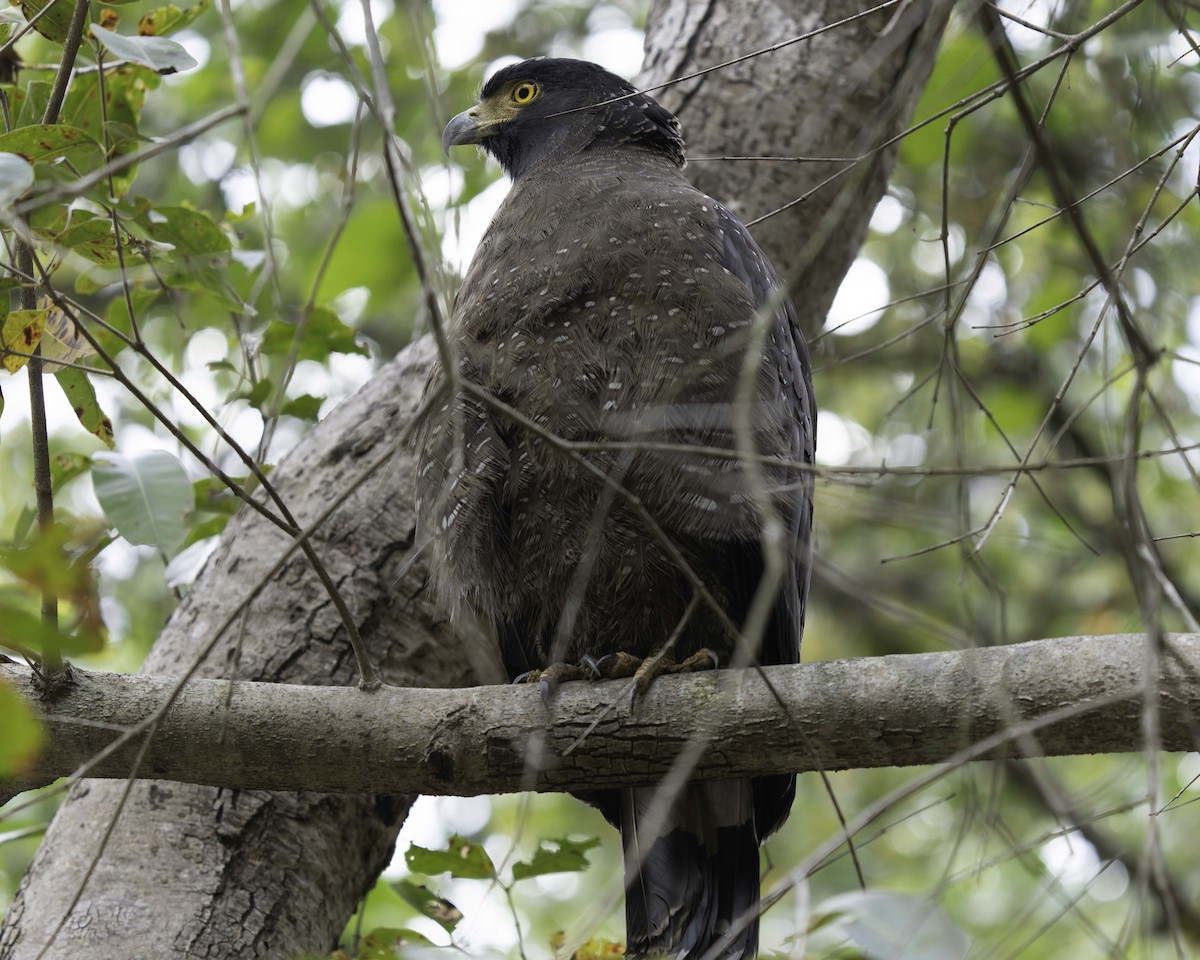 Crested Serpent-Eagle - Grant Price