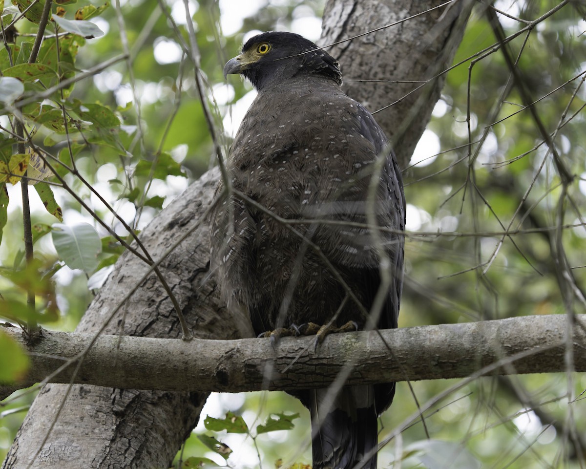 Crested Serpent-Eagle - ML618764374