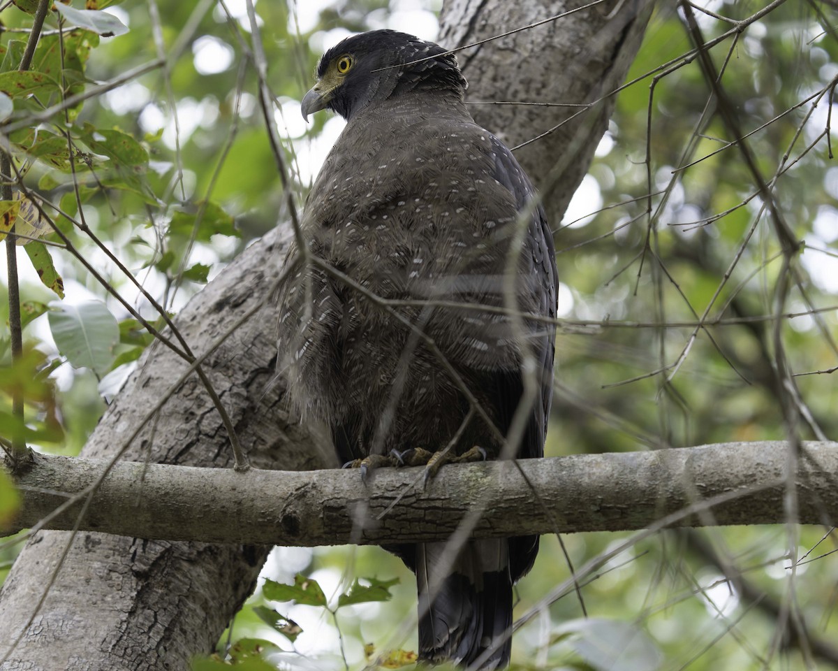 Crested Serpent-Eagle - ML618764375