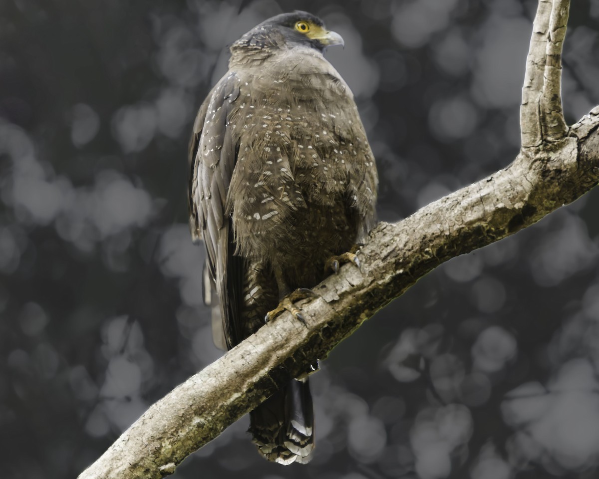 Crested Serpent-Eagle - ML618764377