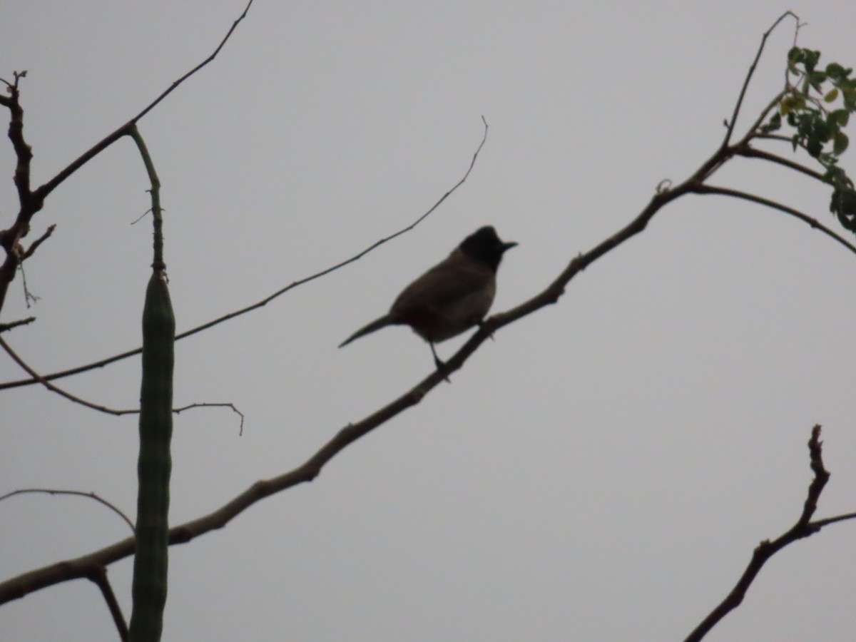 Red-vented Bulbul - ML618764400