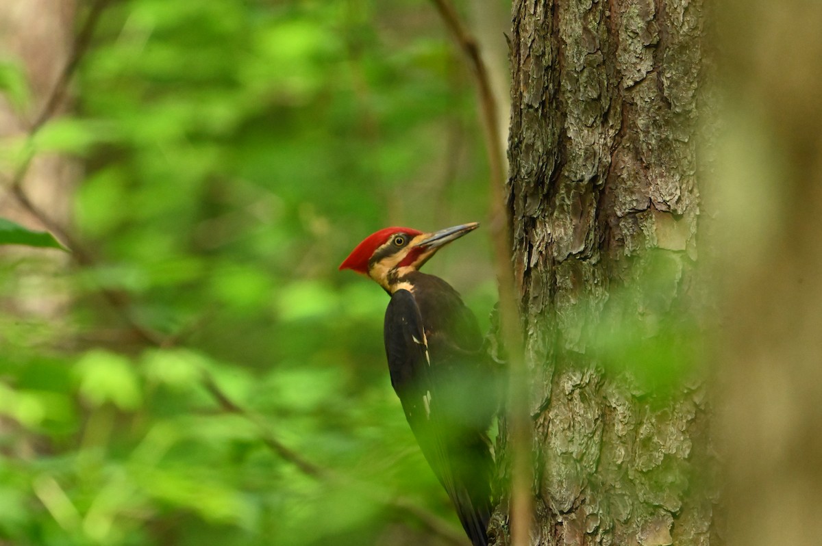 Pileated Woodpecker - William Woody