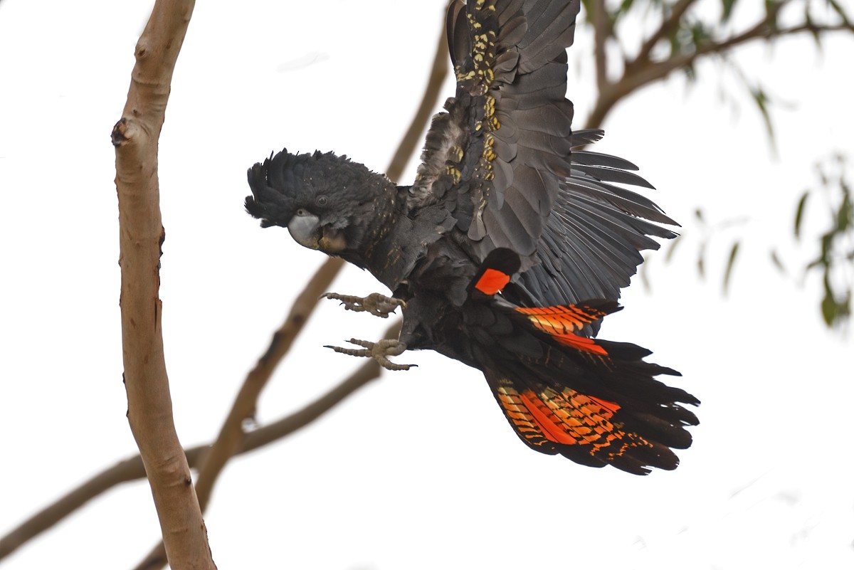 Red-tailed Black-Cockatoo - ML618764438