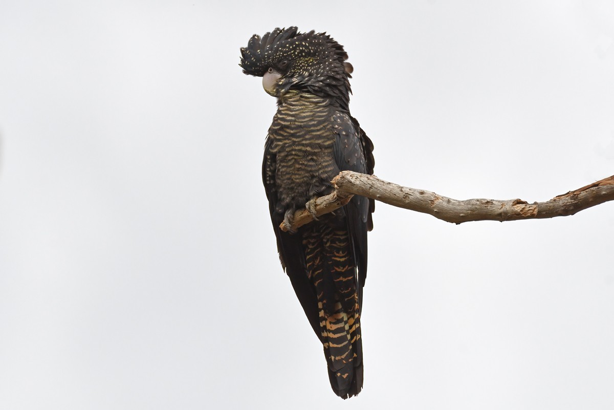 Red-tailed Black-Cockatoo - ML618764439