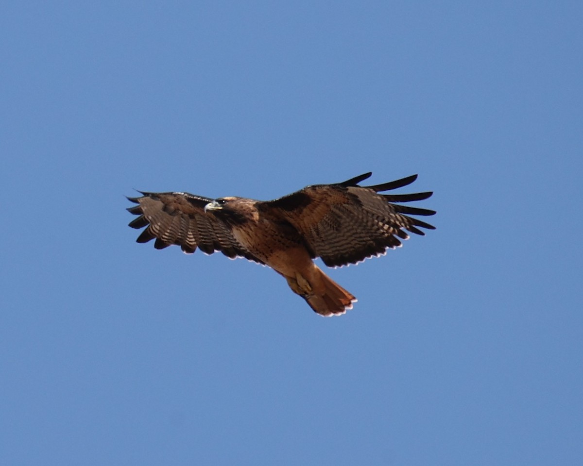 Red-tailed Hawk - ML618764446
