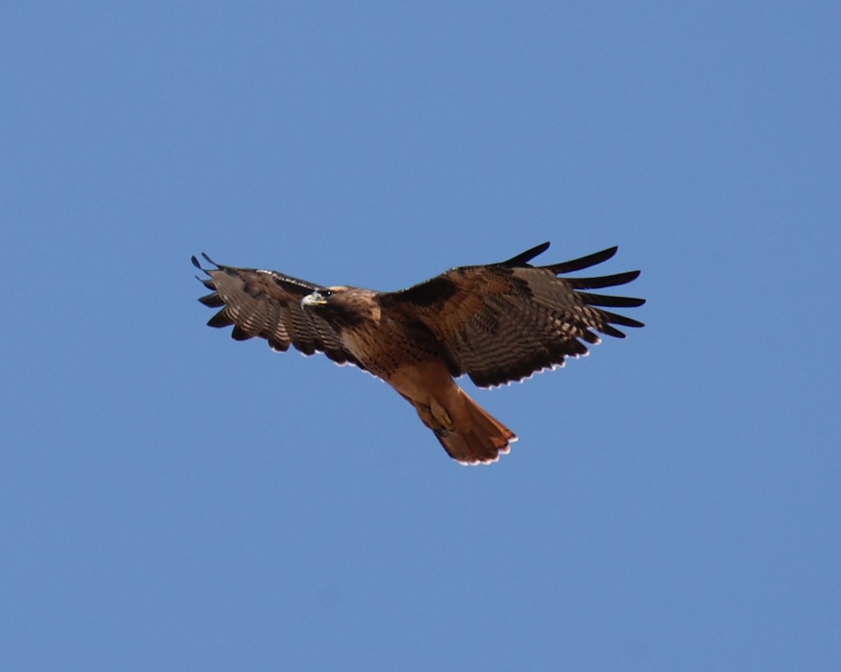 Red-tailed Hawk - ML618764447