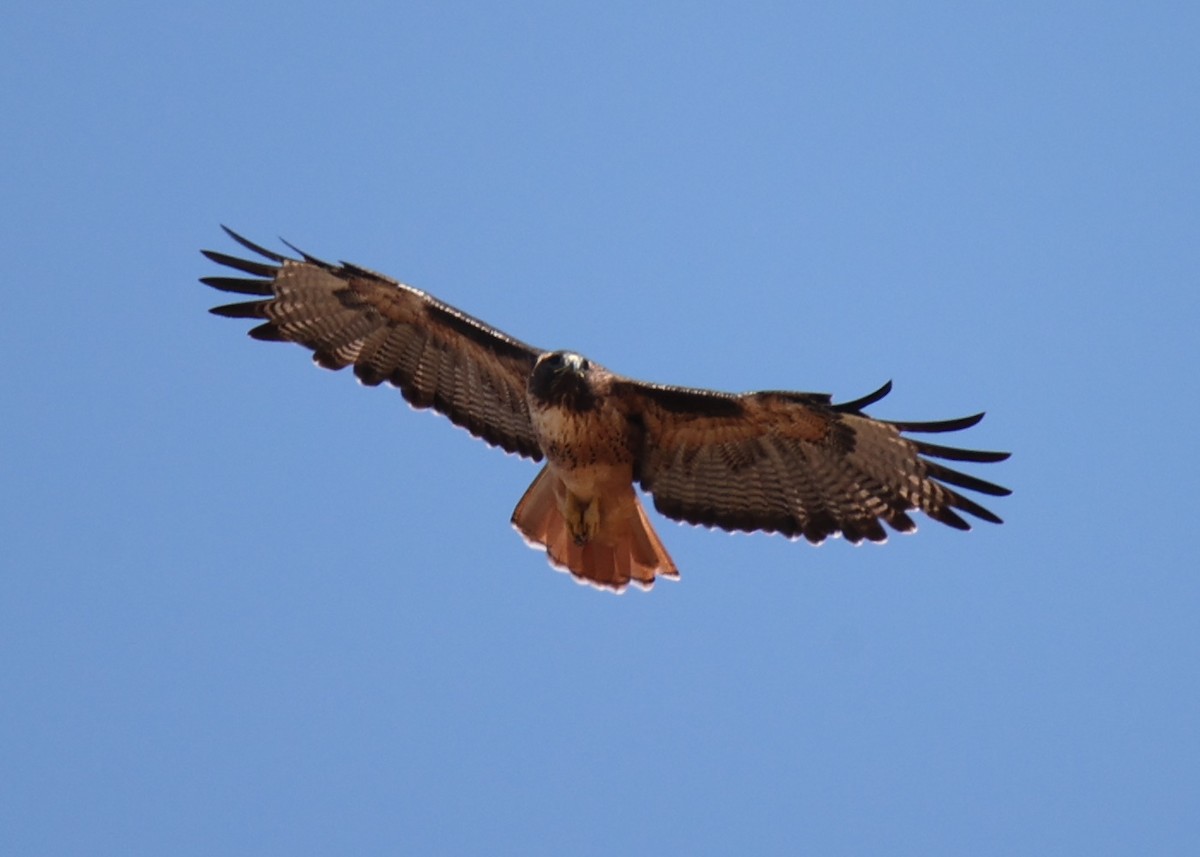 Red-tailed Hawk - ML618764448