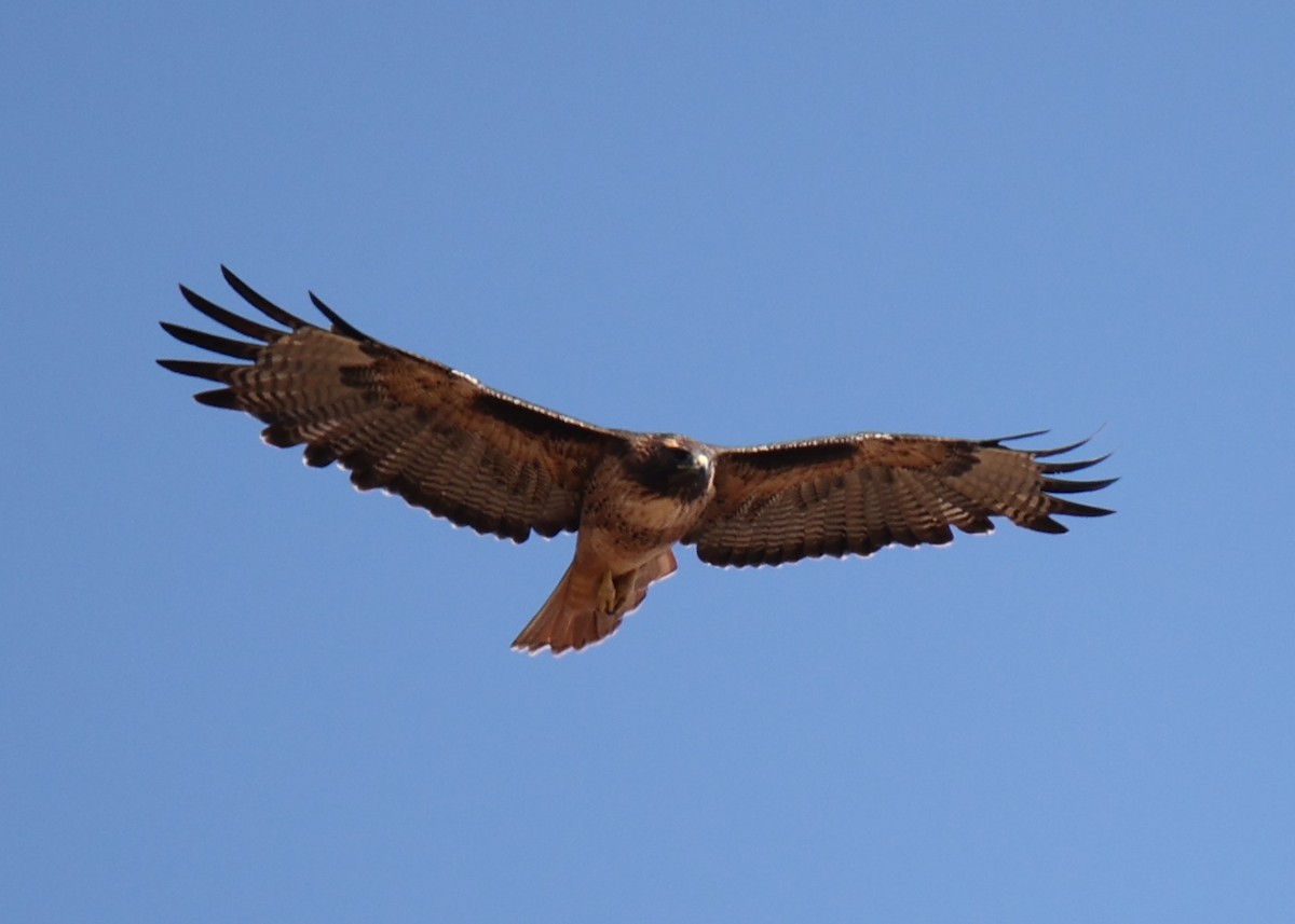 Red-tailed Hawk - ML618764449