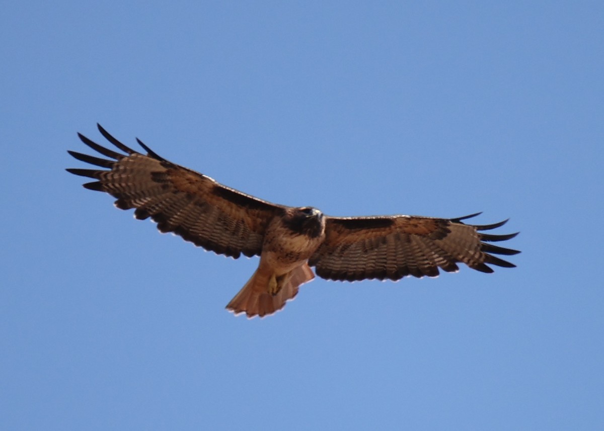 Red-tailed Hawk - ML618764450