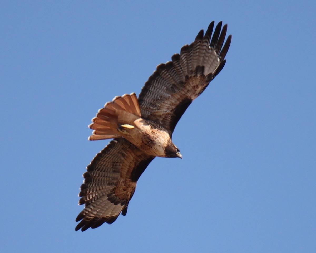 Red-tailed Hawk - ML618764451