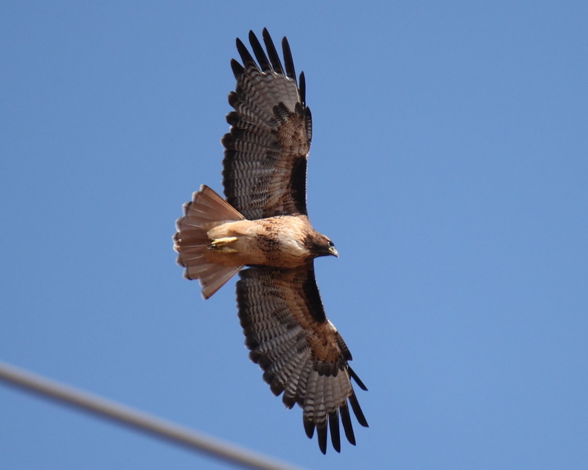 Red-tailed Hawk - ML618764452