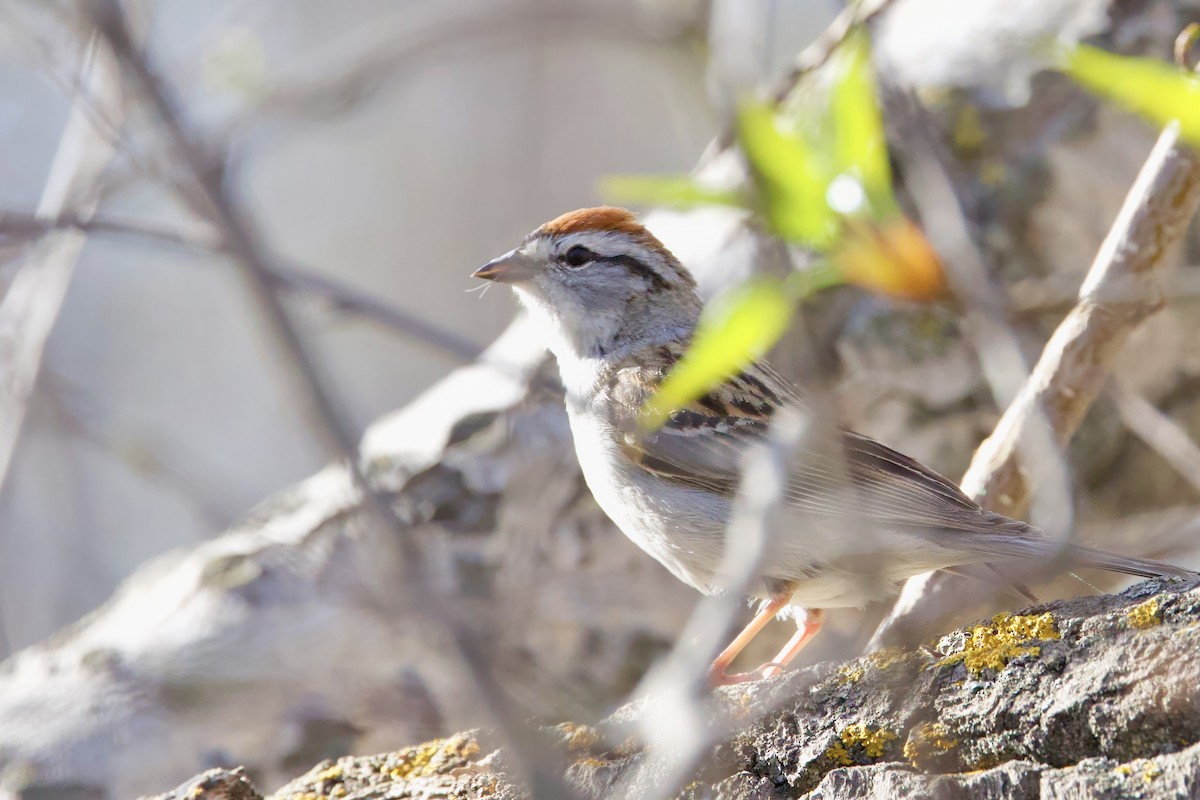 Chipping Sparrow - ML618764479