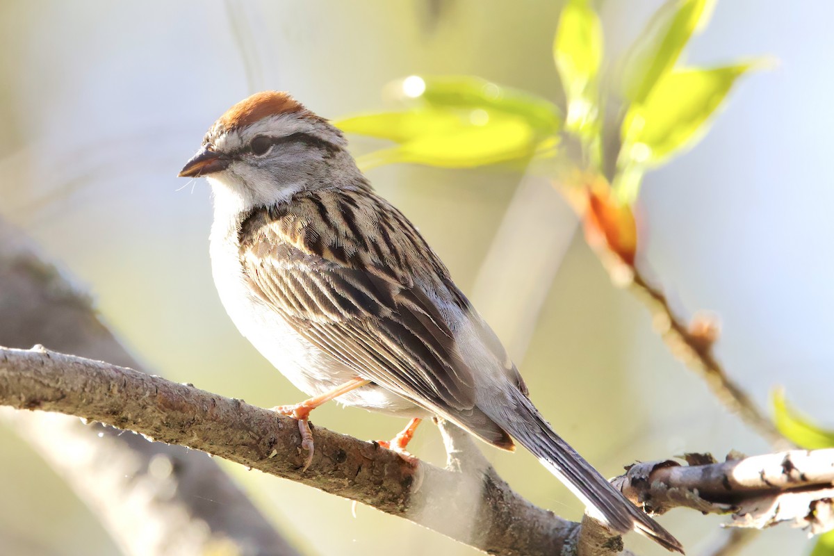 Chipping Sparrow - ML618764481