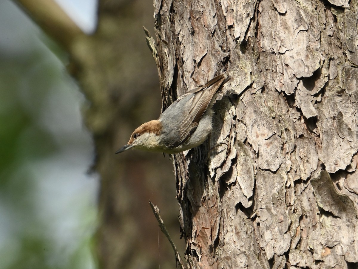 Brown-headed Nuthatch - ML618764497