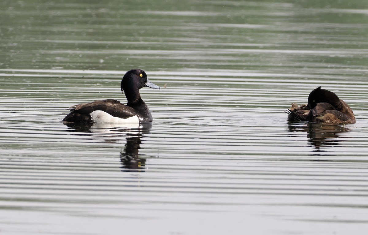 Tufted Duck - ML618764536