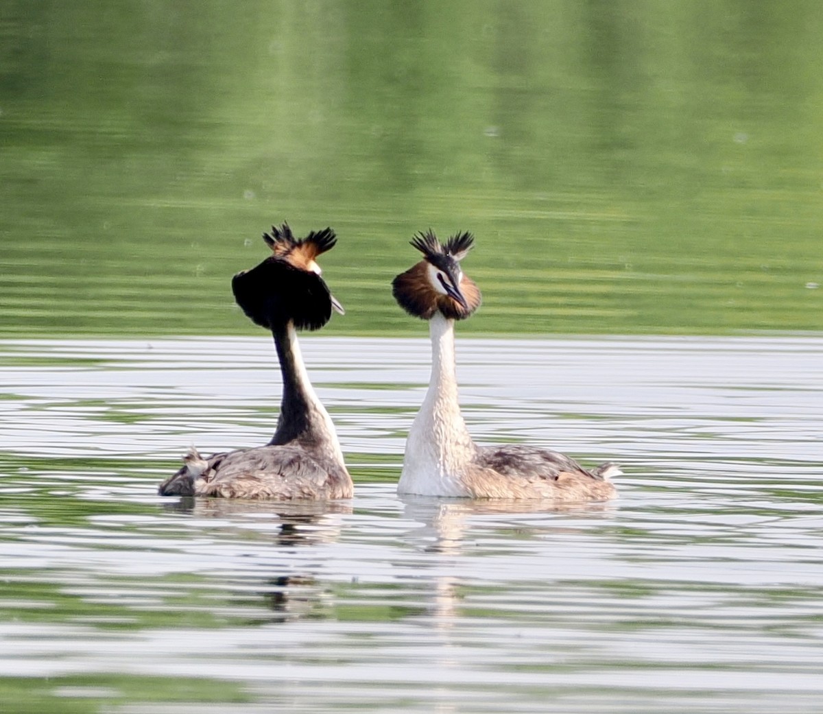 Great Crested Grebe - ML618764546