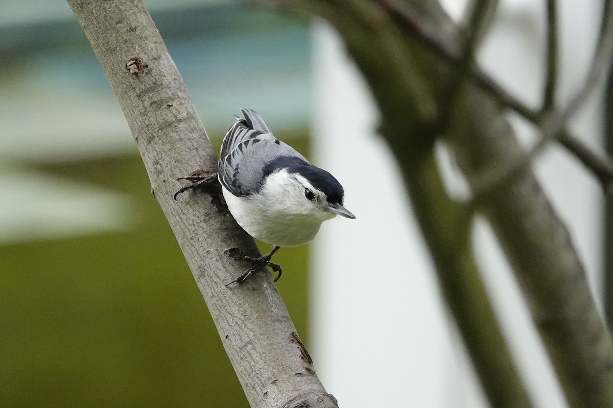 White-breasted Nuthatch - Linda Merry