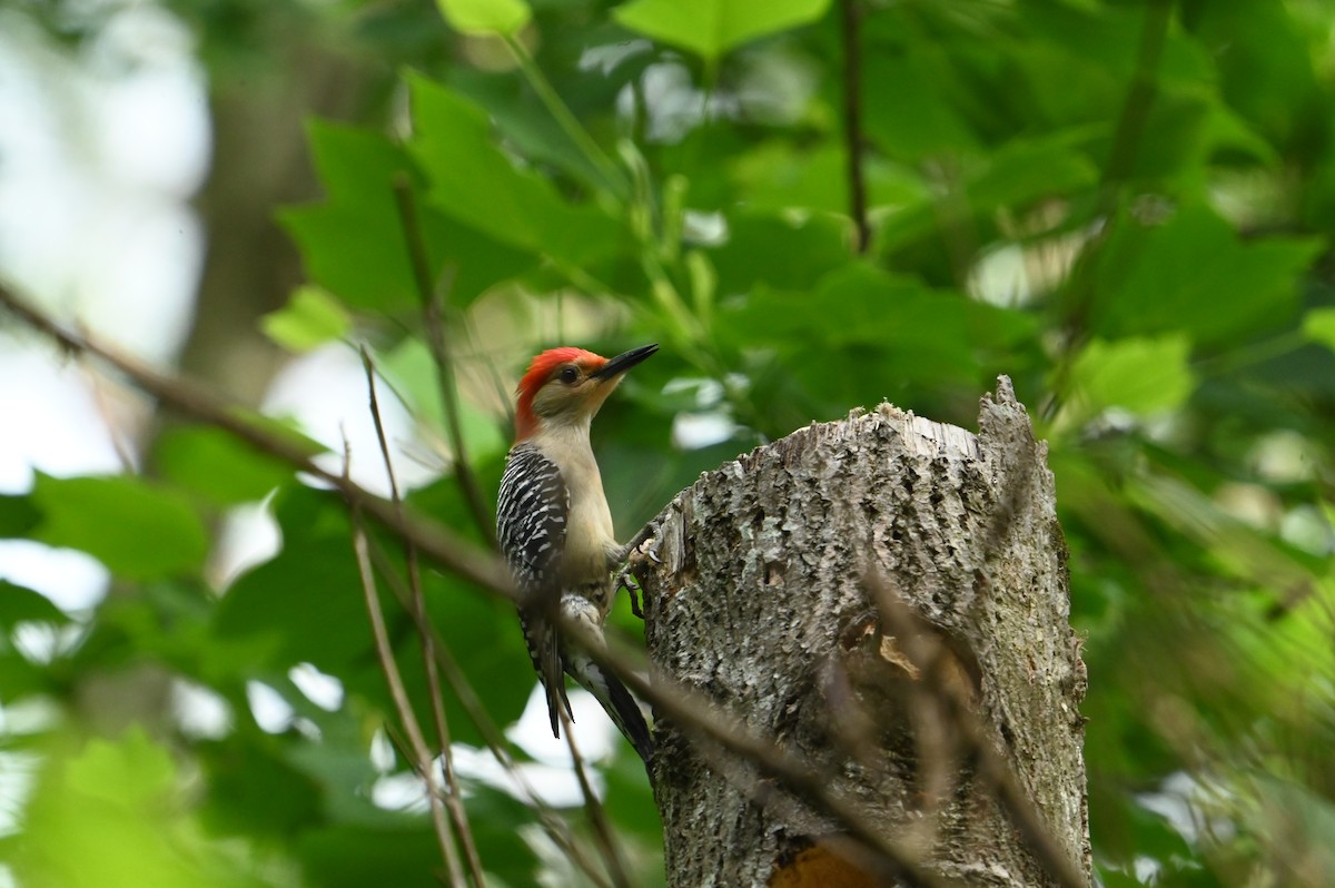 Red-bellied Woodpecker - ML618764583