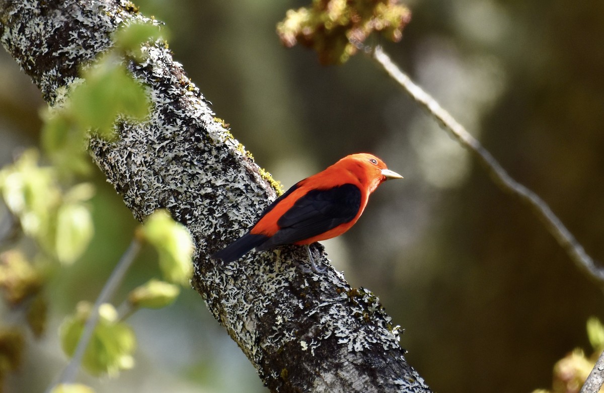 Scarlet Tanager - ML618764635