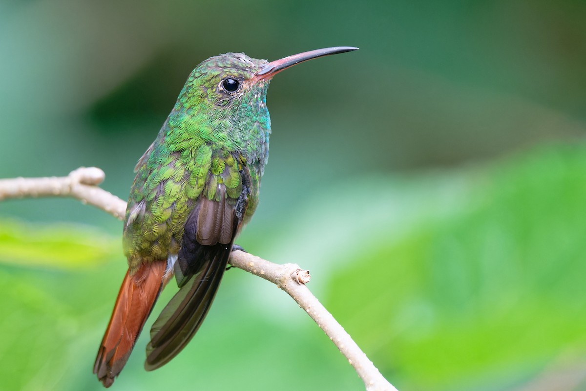 Rufous-tailed Hummingbird - Zbigniew Wnuk