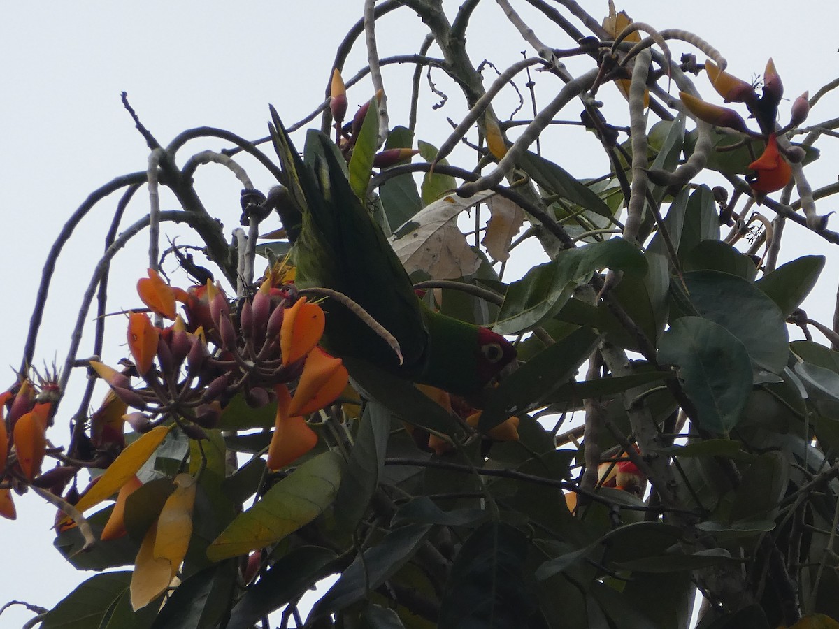 Guayaquil Papağanı - ML618764659