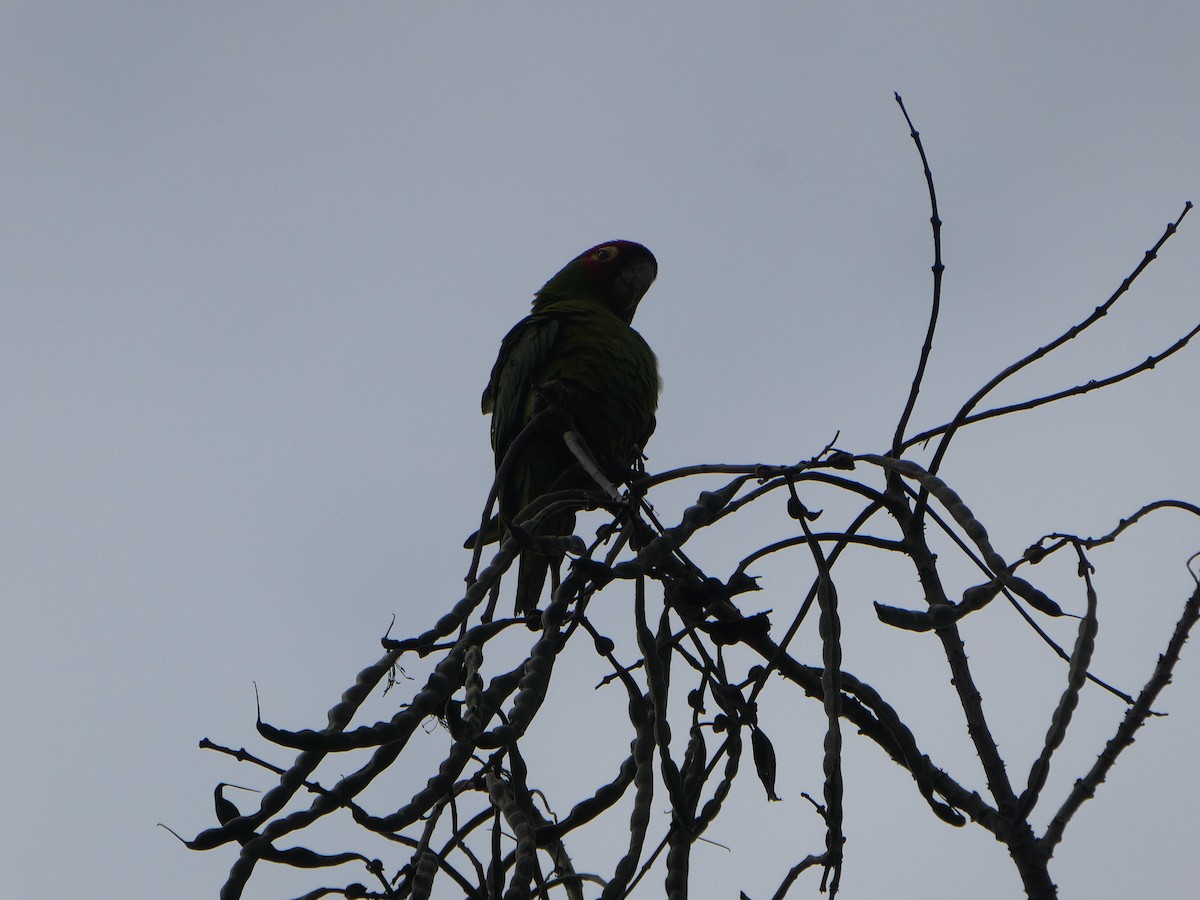 Guayaquil Papağanı - ML618764660