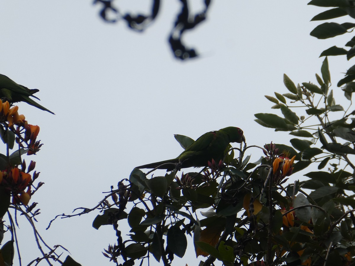 Guayaquil Papağanı - ML618764661