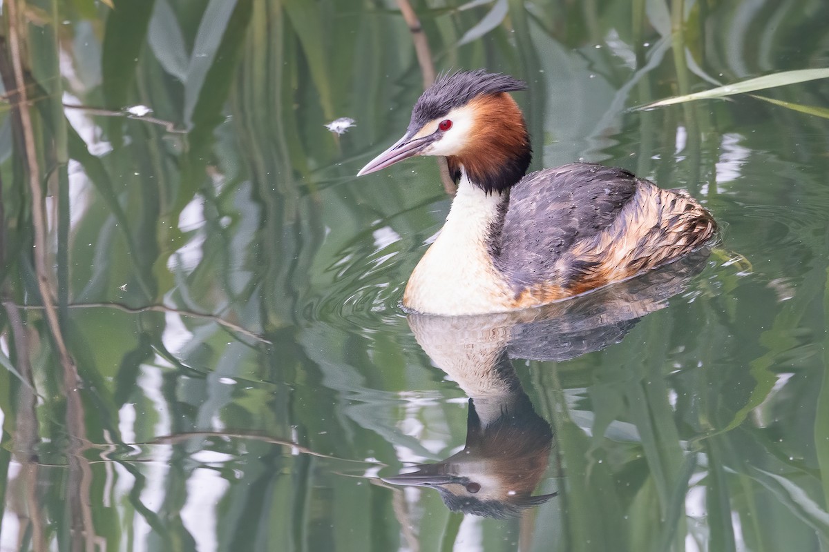 Great Crested Grebe - ML618764711